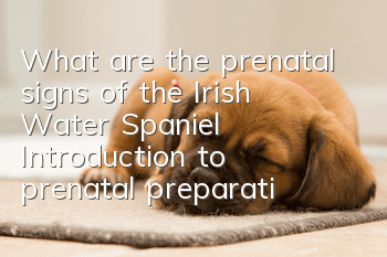 What are the prenatal signs of the Irish Water Spaniel? Introduction to prenatal preparation for the Irish Water Spaniel