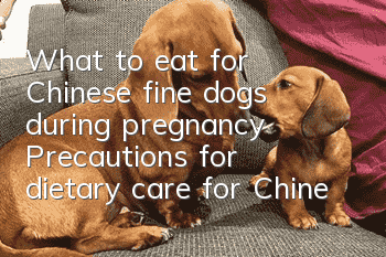 What to eat for Chinese fine dogs during pregnancy? Precautions for dietary care for Chinese fine dogs during pregnancy