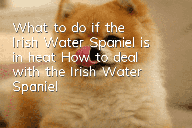 What to do if the Irish Water Spaniel is in heat How to deal with the Irish Water Spaniel in heat