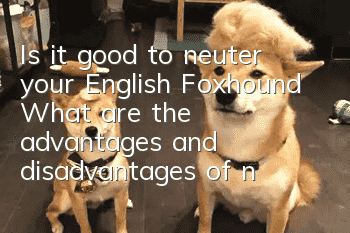 Is it good to neuter your English Foxhound? What are the advantages and disadvantages of neutering your British Foxhound?