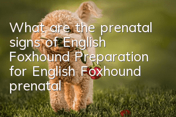 What are the prenatal signs of English Foxhound? Preparation for English Foxhound prenatal care