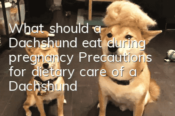 What should a Dachshund eat during pregnancy? Precautions for dietary care of a Dachshund during pregnancy