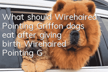 What should Wirehaired Pointing Griffon dogs eat after giving birth? Wirehaired Pointing Griffon dog postpartum care