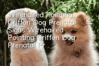 Wirehaired Pointing Griffon Dog Prenatal Signs Wirehaired Pointing Griffon Dog Prenatal Preparation