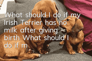 What should I do if my Irish Terrier has no milk after giving birth? What should I do if my Irish Terrier has no milk after giving birth?