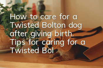 How to care for a Twisted Bolton dog after giving birth. Tips for caring for a Twisted Boliton dog after giving birth.