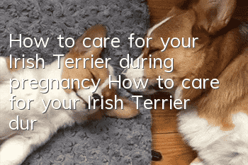How to care for your Irish Terrier during pregnancy How to care for your Irish Terrier during pregnancy