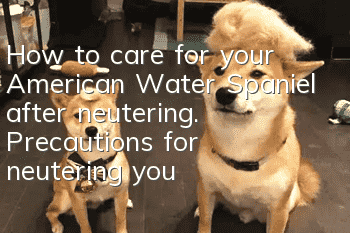 How to care for your American Water Spaniel after neutering. Precautions for neutering your American Water Spaniel.