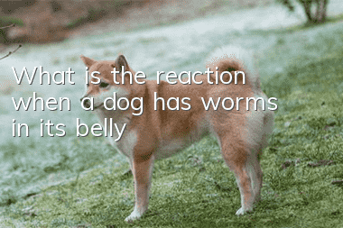 What is the reaction when a dog has worms in its belly?
