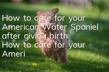 How to care for your American Water Spaniel after giving birth. How to care for your American Water Spaniel after giving birth.