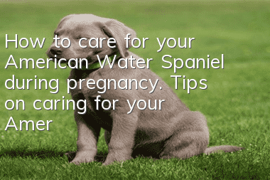 How to care for your American Water Spaniel during pregnancy. Tips on caring for your American Water Spaniel during pregnancy.