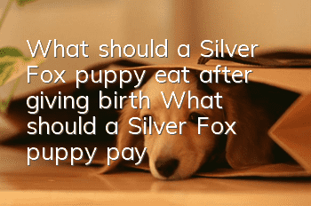 What should a Silver Fox puppy eat after giving birth? What should a Silver Fox puppy pay attention to after giving birth?