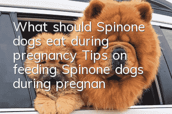 What should Spinone dogs eat during pregnancy? Tips on feeding Spinone dogs during pregnancy