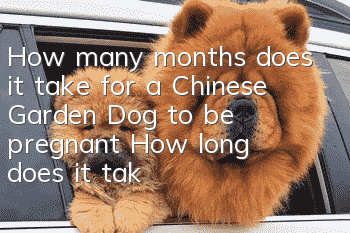 How many months does it take for a Chinese Garden Dog to be pregnant? How long does it take for a Chinese Garden Dog to be pregnant?