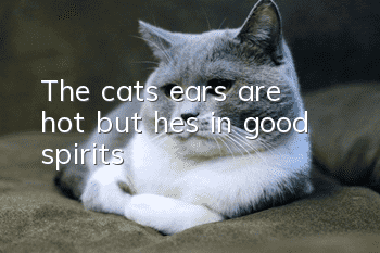 The cat’s ears are hot but he’s in good spirits