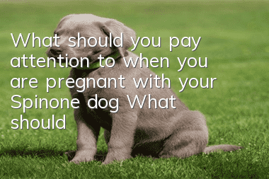 What should you pay attention to when you are pregnant with your Spinone dog? What should you pay attention to when you are pregnant with your Spino dog?