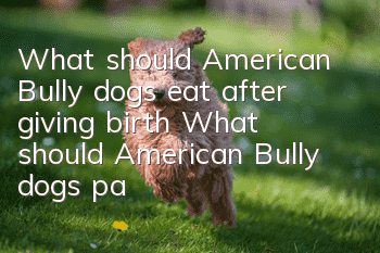 What should American Bully dogs eat after giving birth? What should American Bully dogs pay attention to after giving birth?