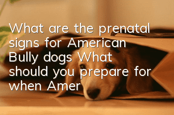 What are the prenatal signs for American Bully dogs? What should you prepare for when American Bully dogs are born?
