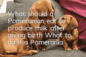 What should a Pomeranian eat to produce milk after giving birth? What to do if a Pomeranian has no milk after giving birth?