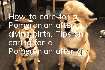 How to care for a Pomeranian after giving birth. Tips on caring for a Pomeranian after giving birth.