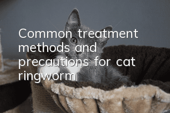 Common treatment methods and precautions for cat ringworm