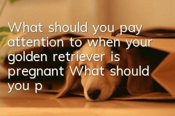What should you pay attention to when your golden retriever is pregnant? What should you pay attention to when your golden retriever is pregnant?