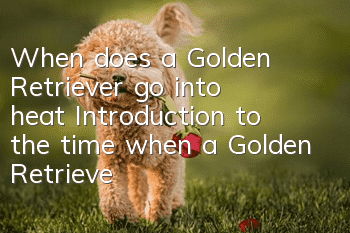 When does a Golden Retriever go into heat? Introduction to the time when a Golden Retriever goes into heat
