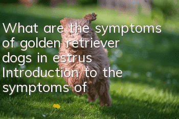 What are the symptoms of golden retriever dogs in estrus? Introduction to the symptoms of golden retriever dogs in estrus