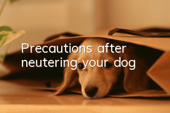 Precautions after neutering your dog
