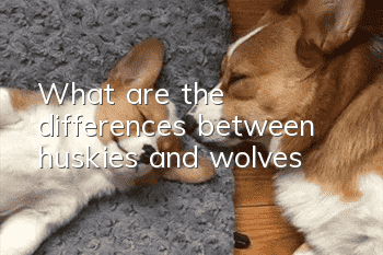 What are the differences between huskies and wolves?