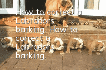 How to correct a Labrador's barking. How to correct a Labrador's barking.