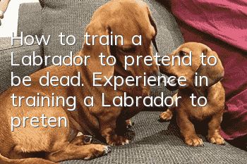 How to train a Labrador to pretend to be dead. Experience in training a Labrador to pretend to be dead.