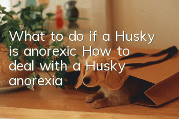 What to do if a Husky is anorexic? How to deal with a Husky anorexia?