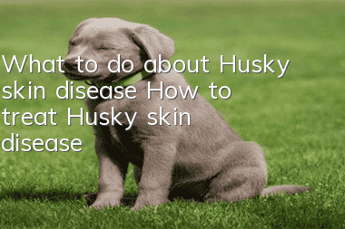 What to do about Husky skin disease? How to treat Husky skin disease?