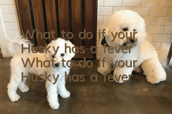 What to do if your Husky has a fever? What to do if your Husky has a fever?