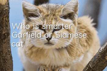Who is smarter, Garfield or Siamese cat?