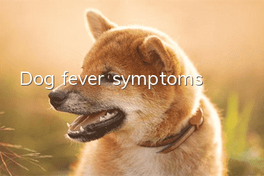 Dog fever symptoms