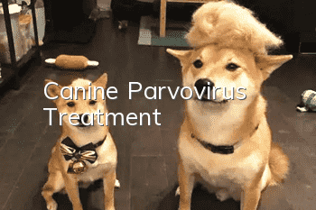 Canine Parvovirus Treatment
