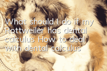 What should I do if my Rottweiler has dental calculus? How to deal with dental calculus