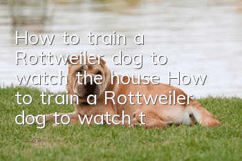 How to train a Rottweiler dog to watch the house? How to train a Rottweiler dog to watch the house?