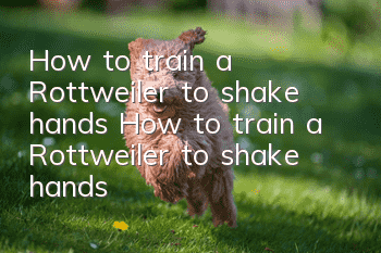 How to train a Rottweiler to shake hands? How to train a Rottweiler to shake hands?