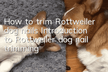 How to trim Rottweiler dog nails Introduction to Rottweiler dog nail trimming