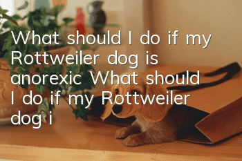 What should I do if my Rottweiler dog is anorexic? What should I do if my Rottweiler dog is anorexic?