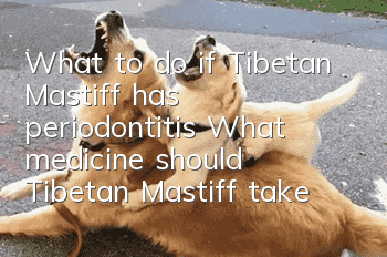 What to do if Tibetan Mastiff has periodontitis? What medicine should Tibetan Mastiff take for periodontitis?