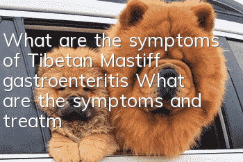 What are the symptoms of Tibetan Mastiff gastroenteritis? What are the symptoms and treatment of Tibetan Mastiff gastroenteritis?