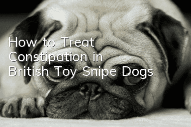 How to Treat Constipation in British Toy Snipe Dogs