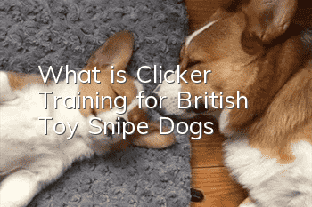 What is Clicker Training for British Toy Snipe Dogs?