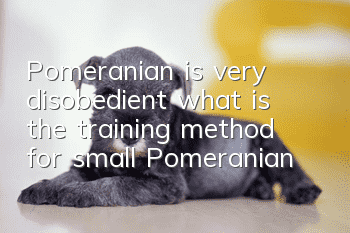Pomeranian is very disobedient, what is the training method for small Pomeranian?
