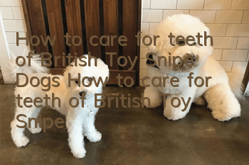 How to care for teeth of British Toy Snipe Dogs How to care for teeth of British Toy Snipe Dogs