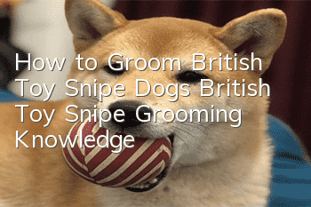 How to Groom British Toy Snipe Dogs British Toy Snipe Grooming Knowledge